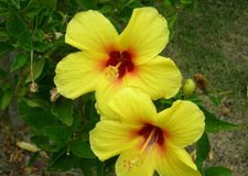 [hibiscus[2].jpg]